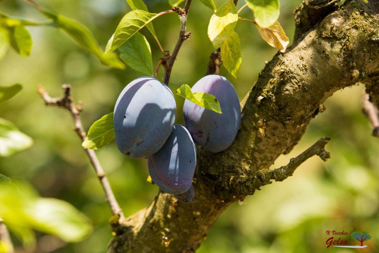Il Vecchio Gelso - Agriturismo Rimini Montefiore Conca Willa Zewnętrze zdjęcie