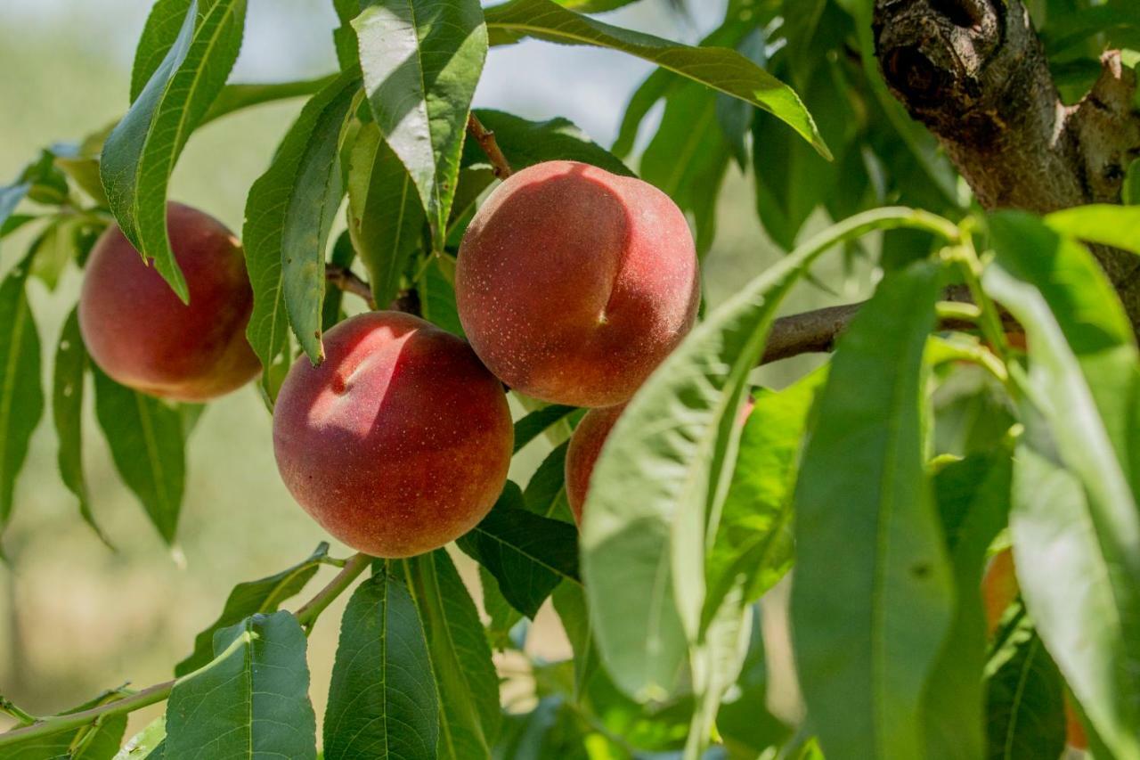 Il Vecchio Gelso - Agriturismo Rimini Montefiore Conca Willa Zewnętrze zdjęcie
