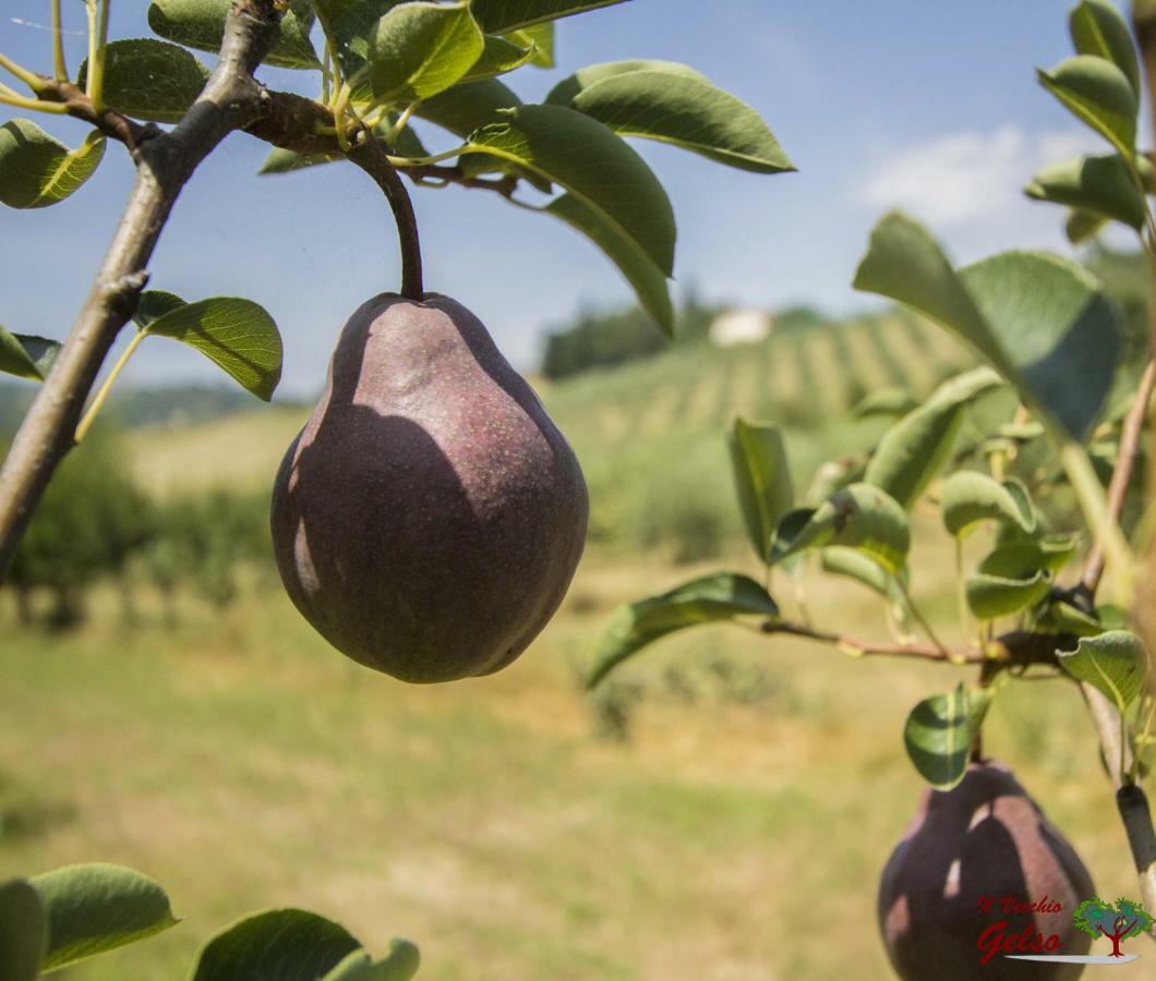 Il Vecchio Gelso - Agriturismo Rimini Montefiore Conca Willa Zewnętrze zdjęcie