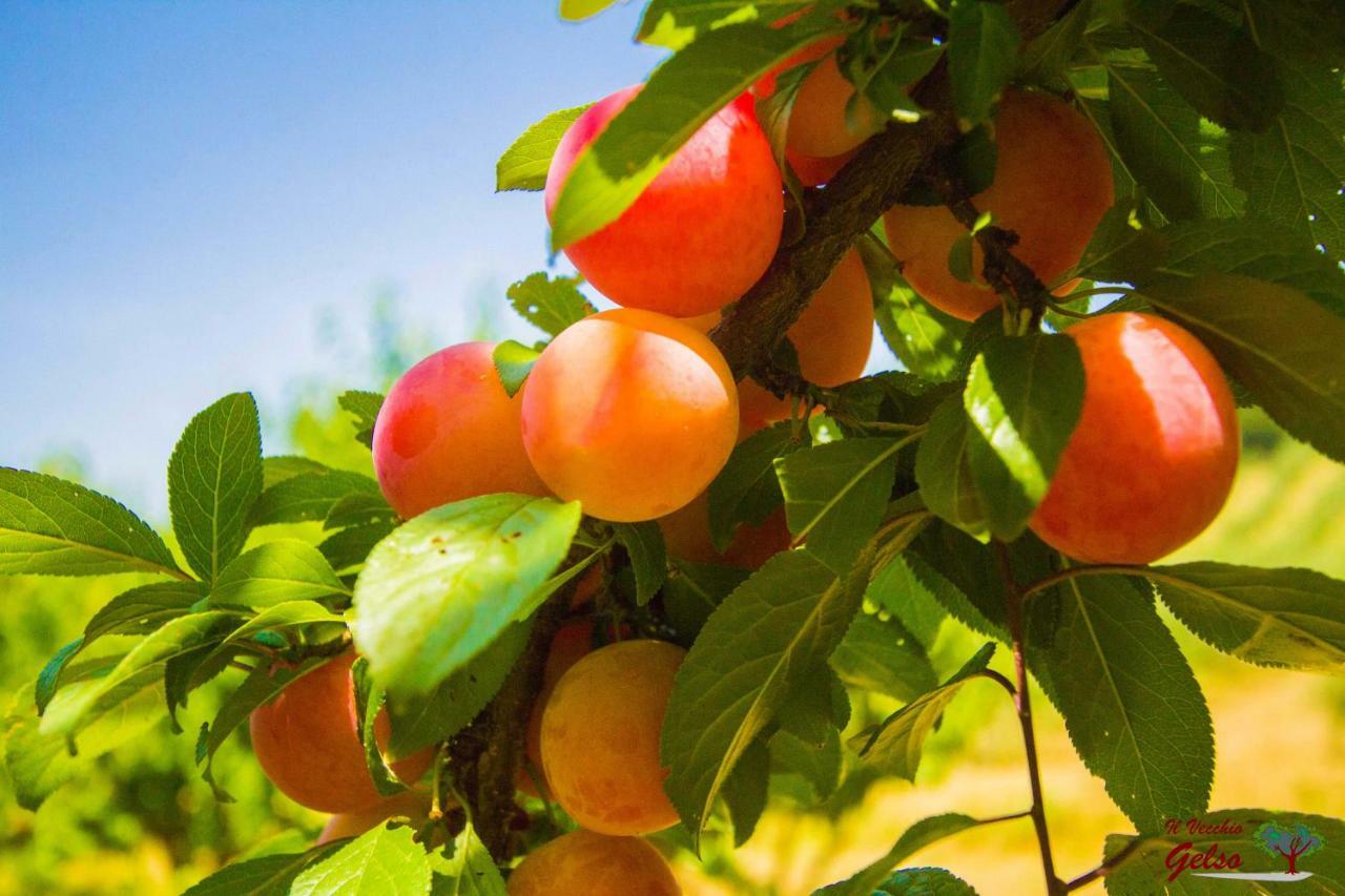 Il Vecchio Gelso - Agriturismo Rimini Montefiore Conca Willa Zewnętrze zdjęcie